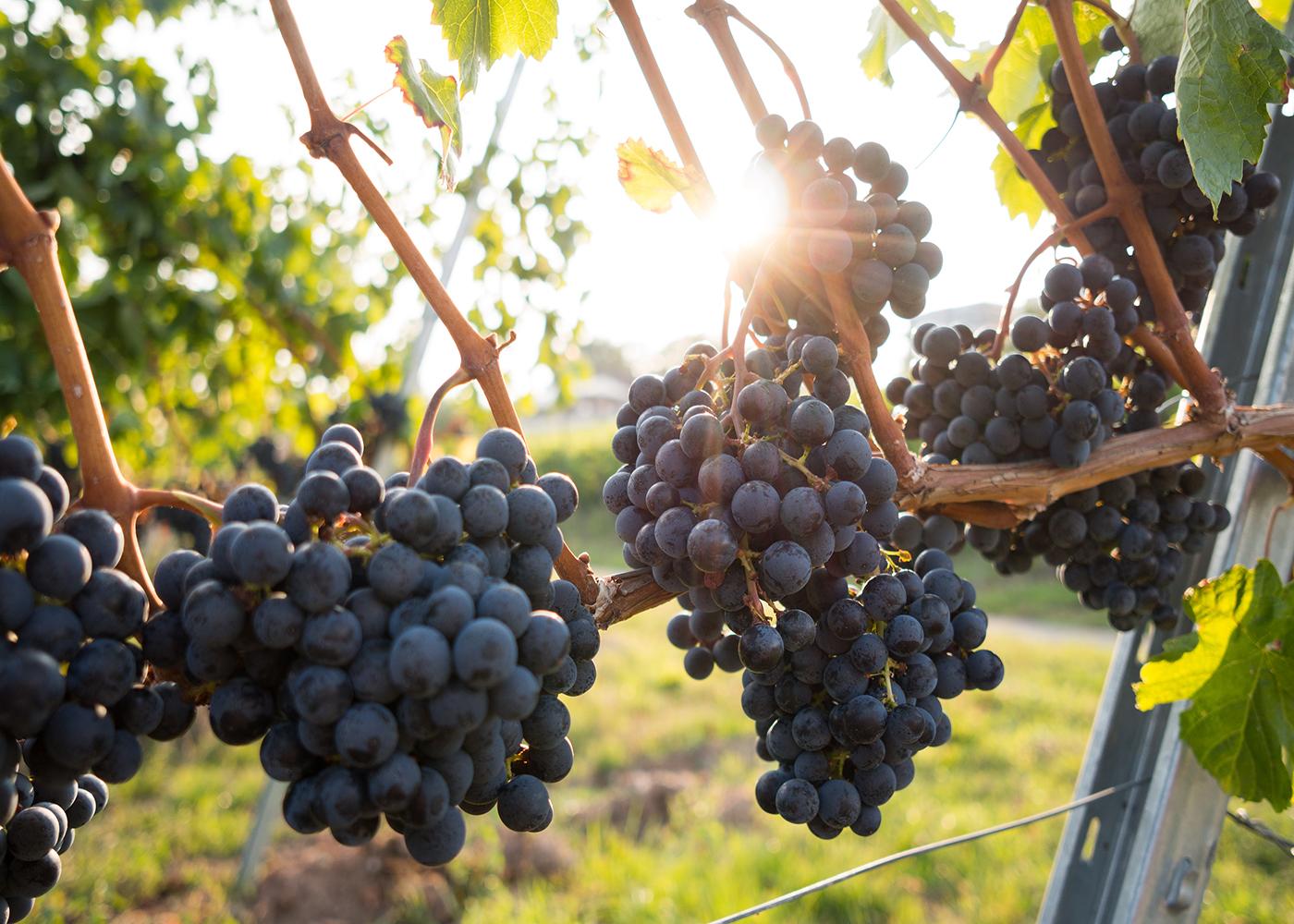 Try One of These Luxury Food & Wine Tours For Your First Post-COVID Getaway Thumbnail