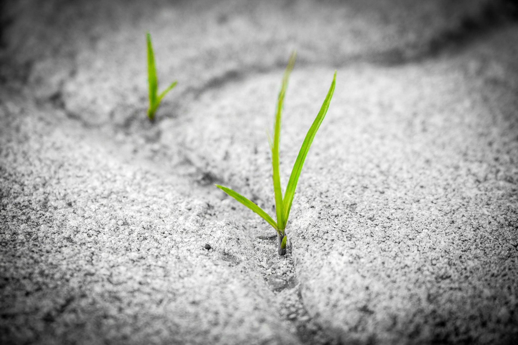 Green Shoots Thumbnail