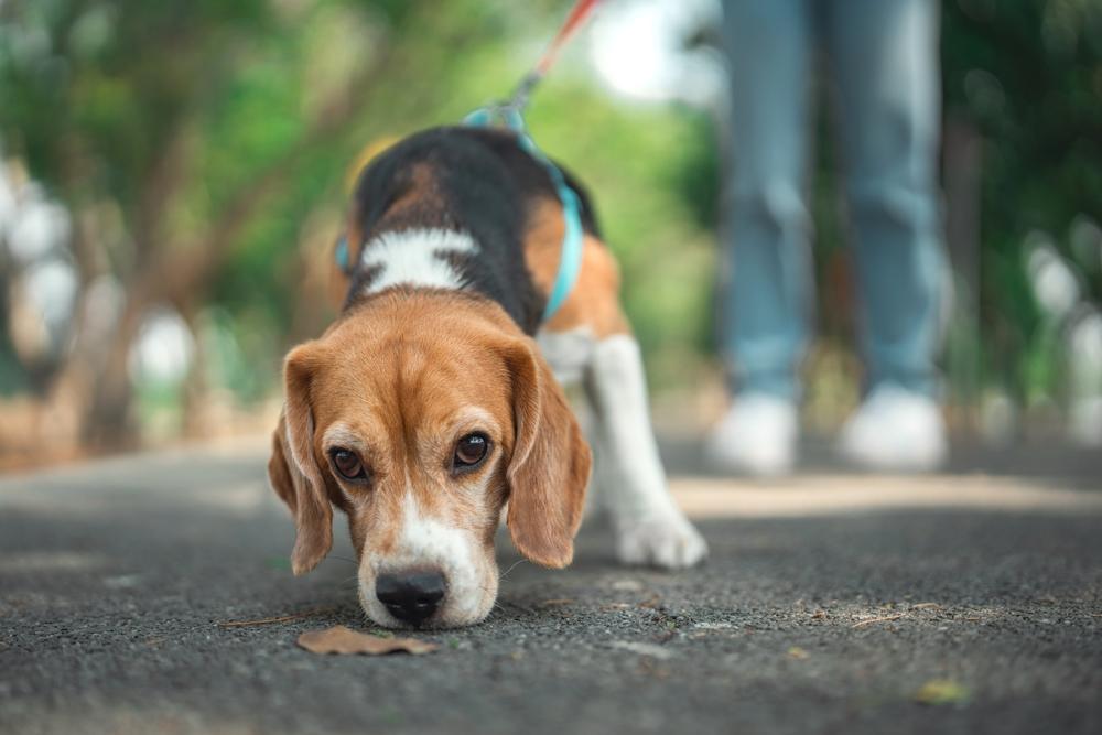 Military Finances 101: Can I Claim a Deduction for Fido? Thumbnail
