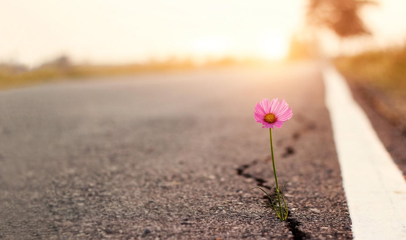 From Hope to Growth Thumbnail