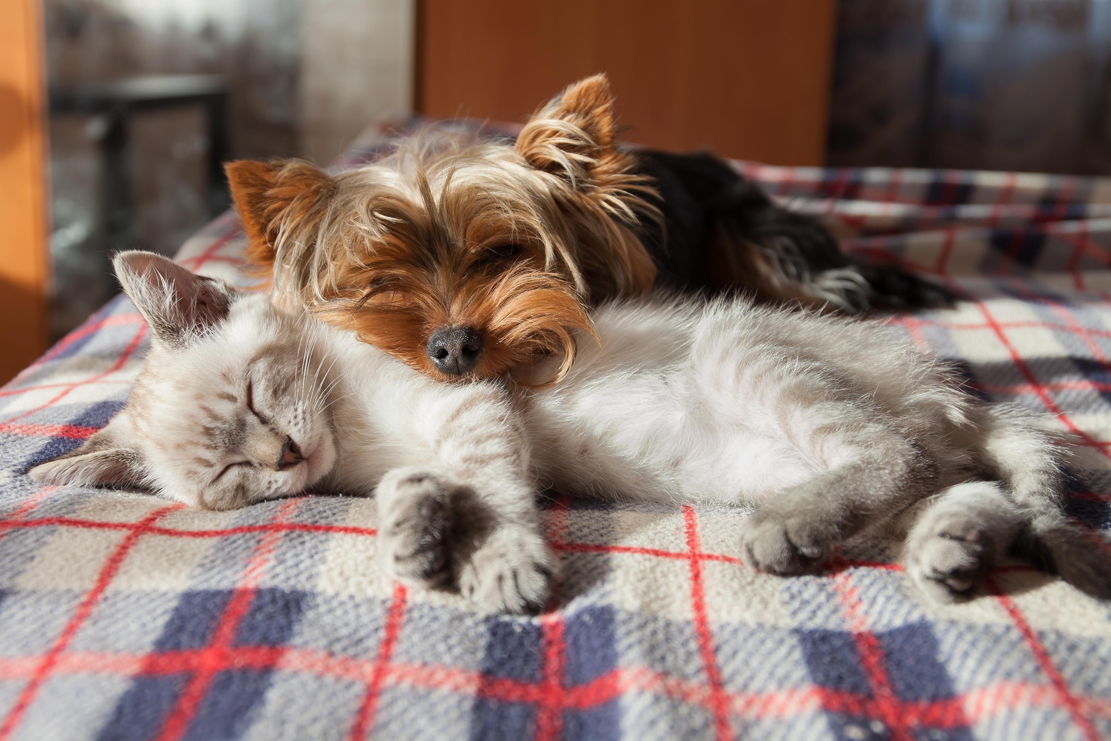 Êtes-vous bien préparé pour l’adoption d’un animal? Thumbnail