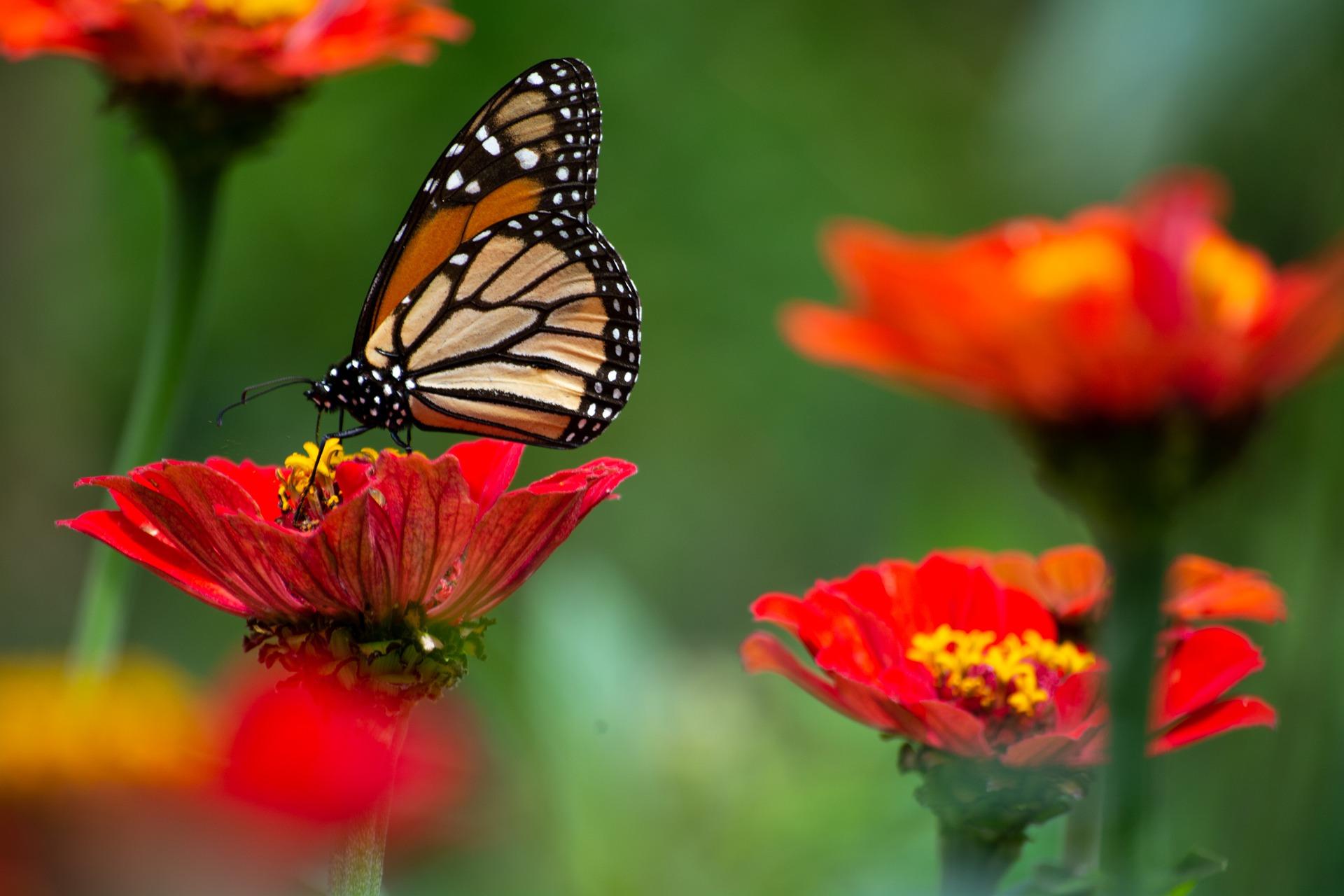 Toronto Zoo's Pollinator Plant Guide Thumbnail