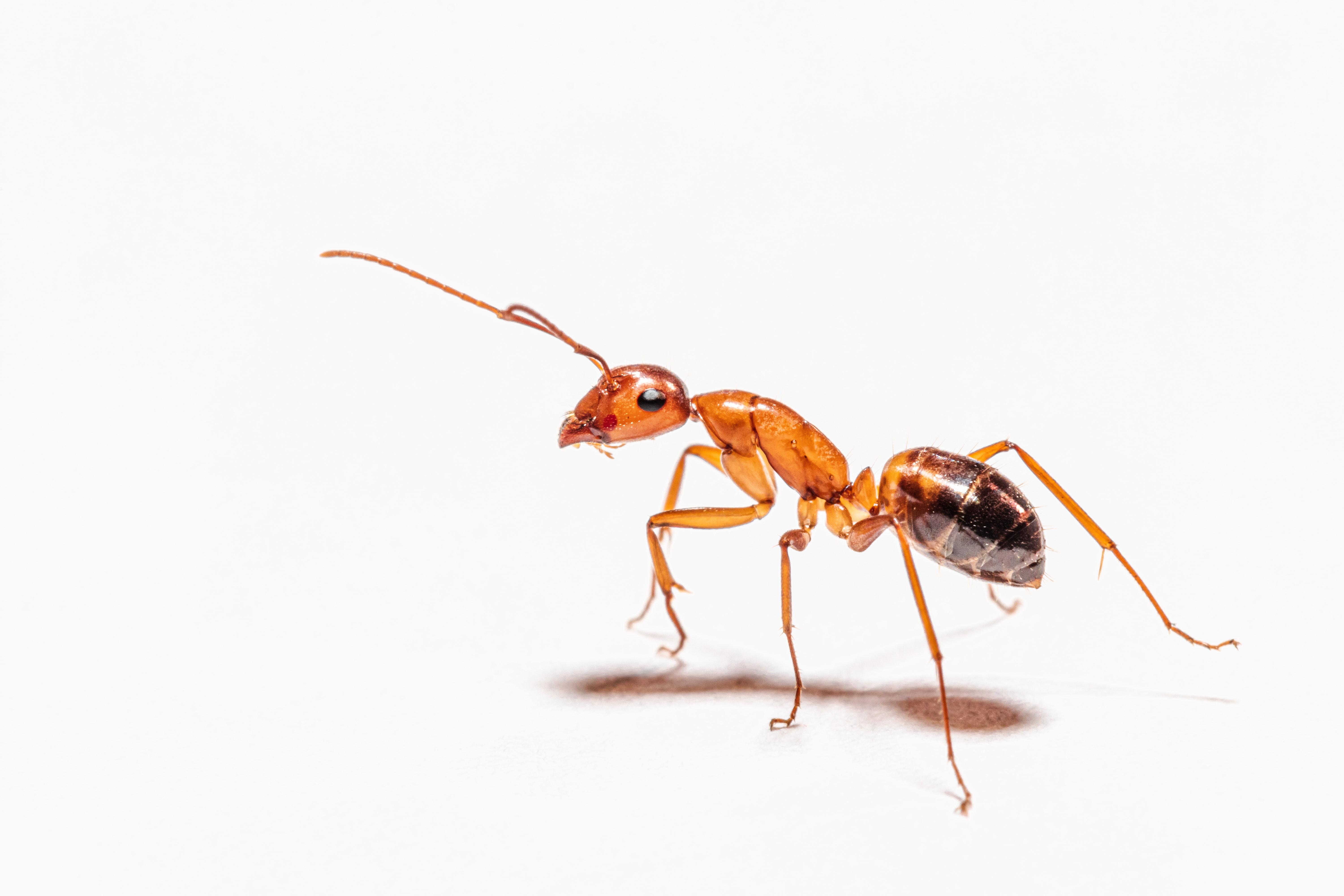 Investing in Ant Man for Value Thumbnail