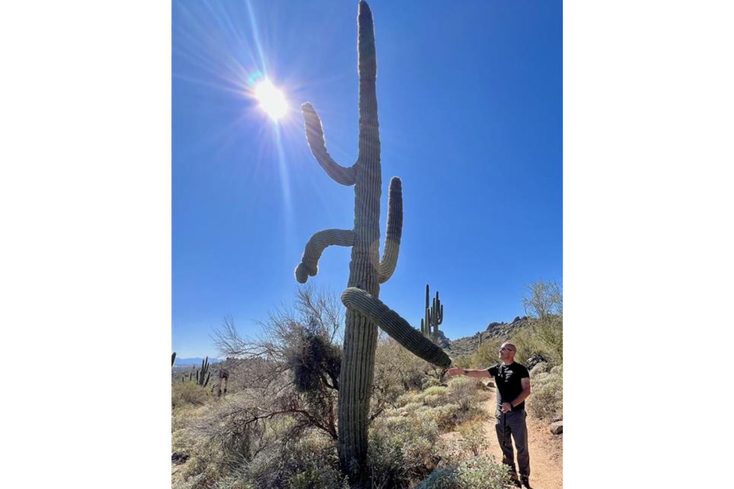 How Is The Saguaro Cactus Like Wealth Management? Thumbnail
