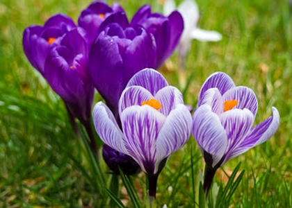 5 Financial Goals for Spring Thumbnail