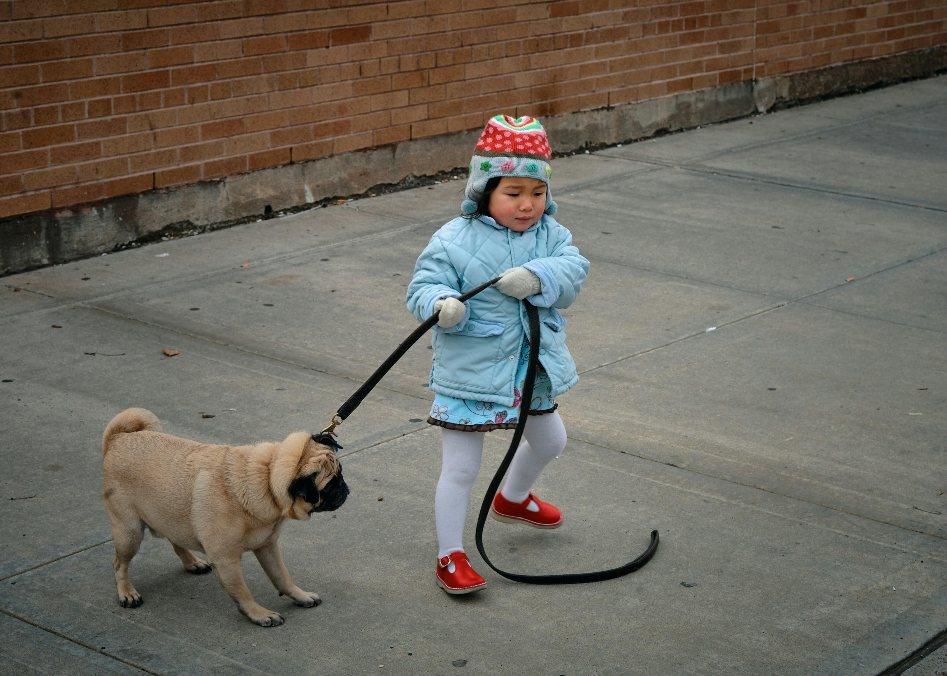 We Can Train Our Dogs, But Can We Train Ourselves? Thumbnail