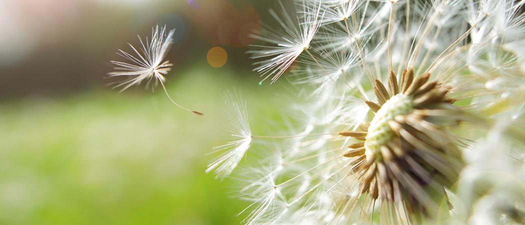 Spring is here and so is the Spring Fund Focus edition! Thumbnail