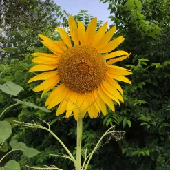 this is a sunflower in full bloom representing growth and thriving
