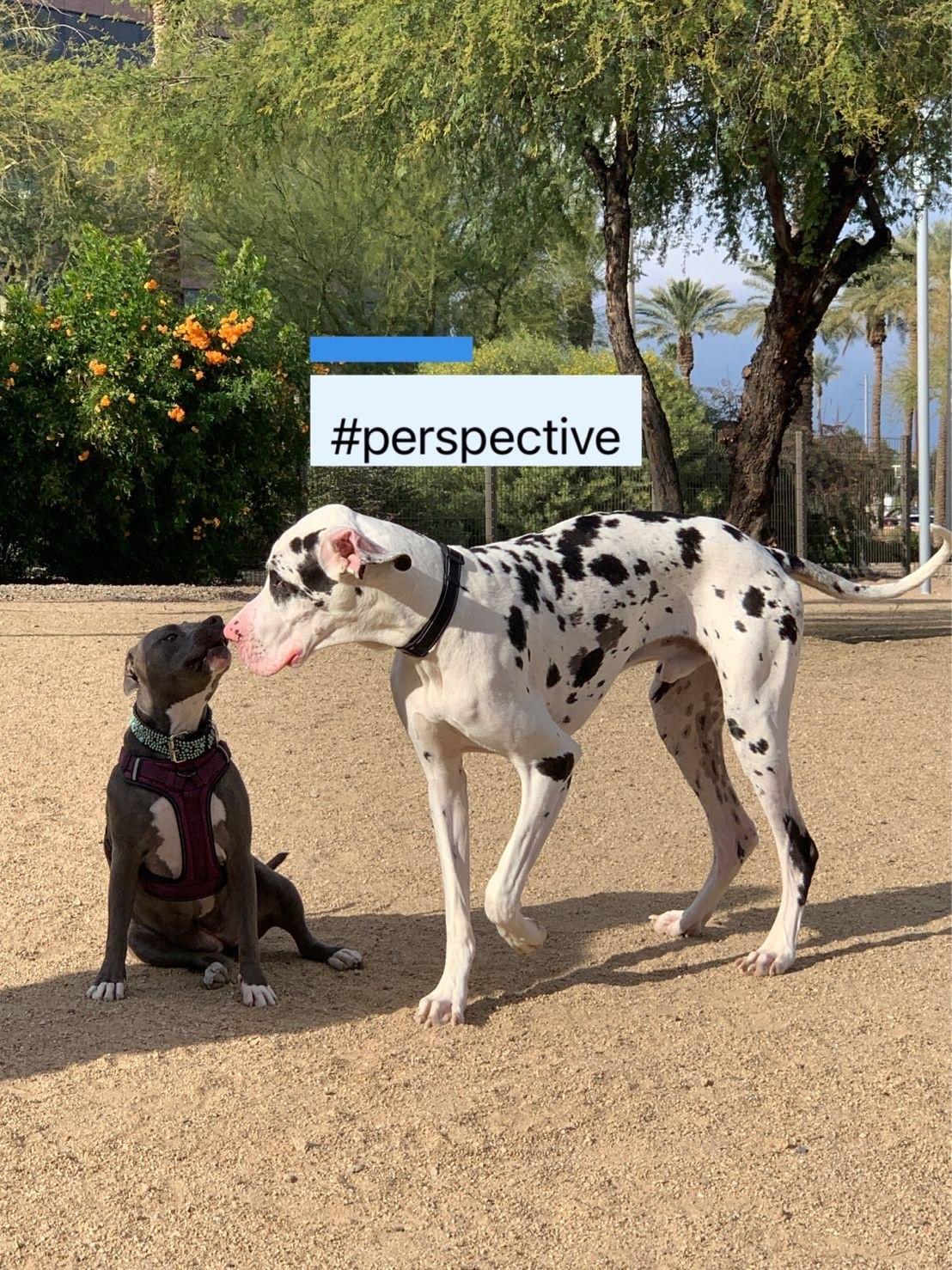 Perspective 2022 Thumbnail