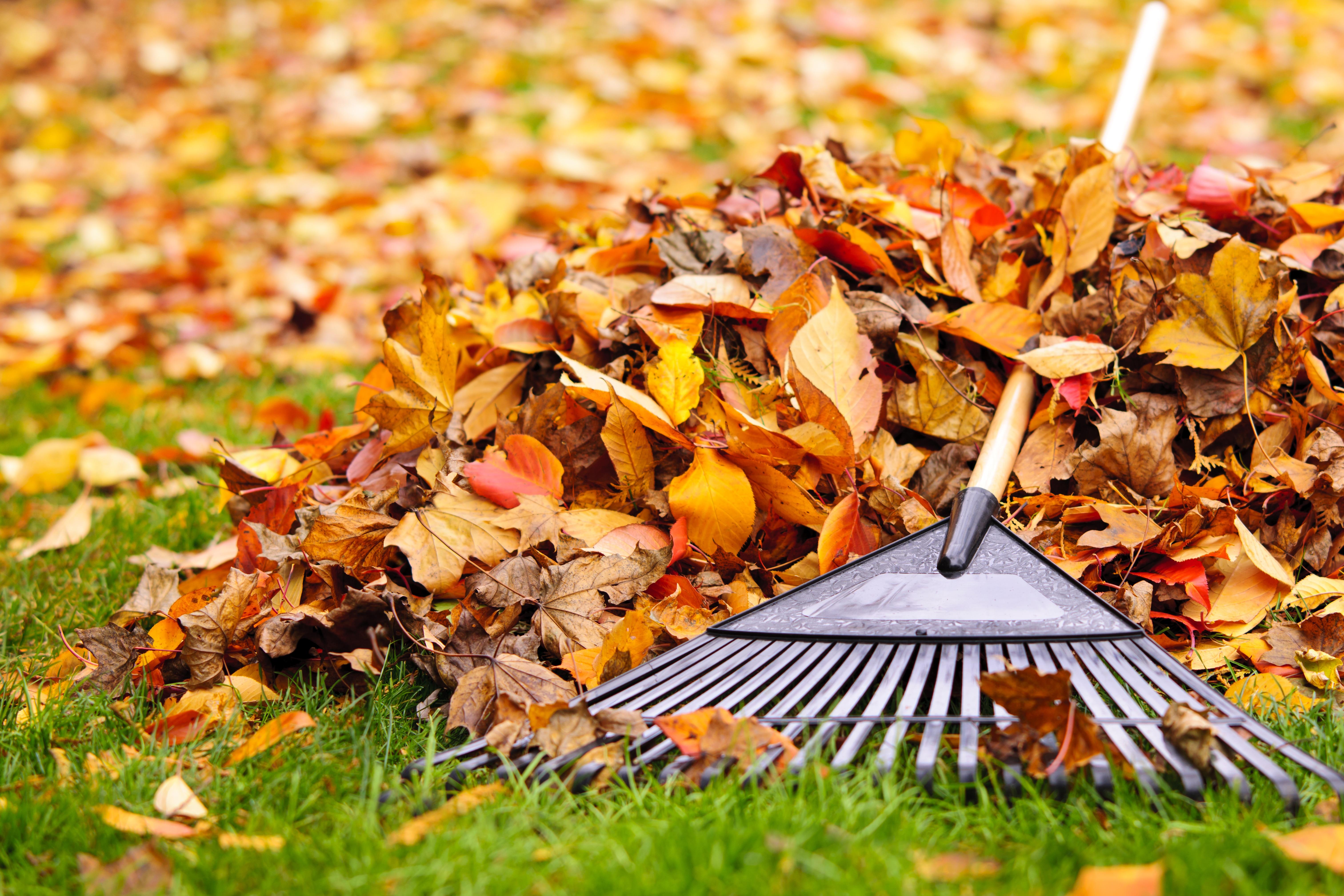 Get Ahead Before the Leaves Turn: Why Fall Planning Starts in Summer Thumbnail