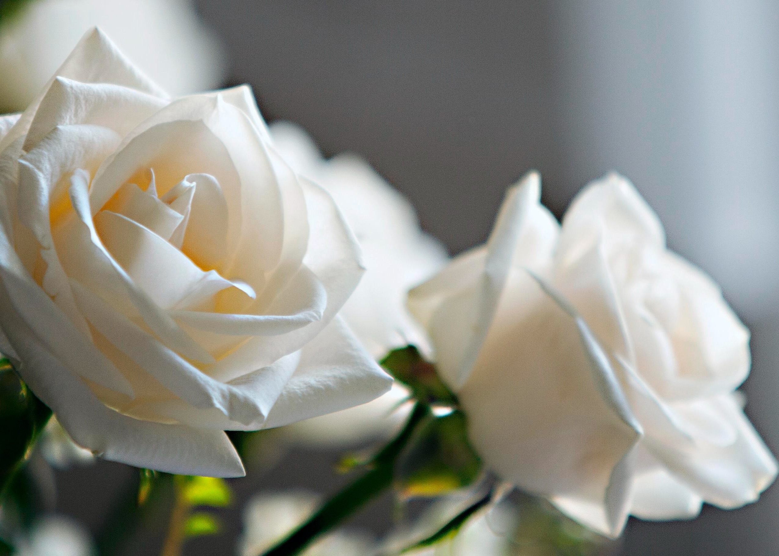 In Meaningful Memory: Donor advised funds as living legacies Thumbnail